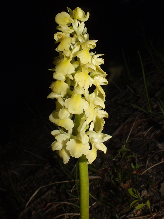 DSCF4871.jpg