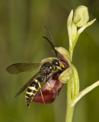 Impollinatore su Ophrys insectifera - San Gallo_DSC8390.jpg