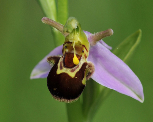 DSC_0415 Ophrys apifera var. aurita.jpg