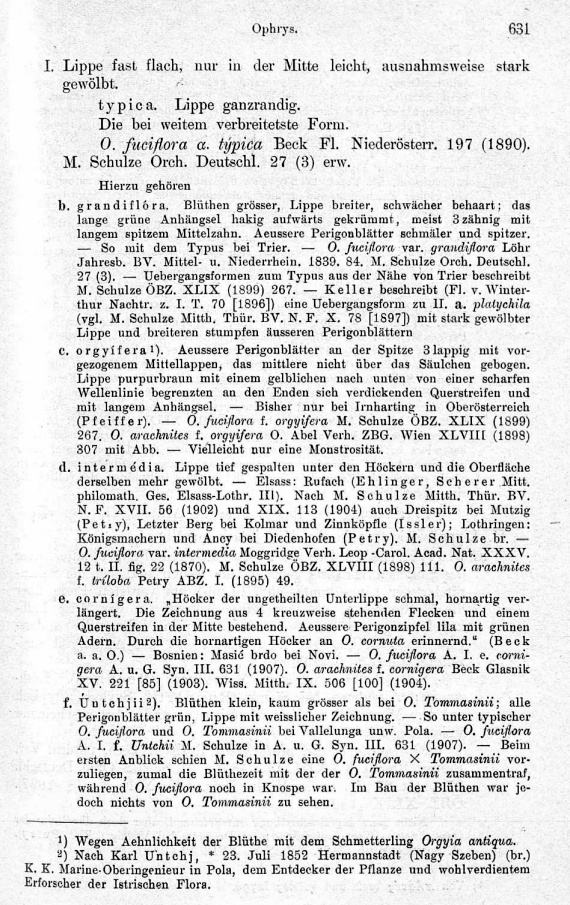 Ophrys untchjii 2.jpg