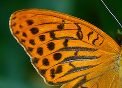 Argynnis paphia.TIF.jpg