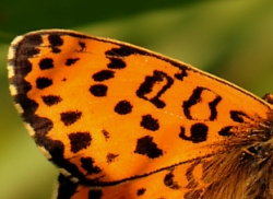 Melitaea didyma.TIF.jpg