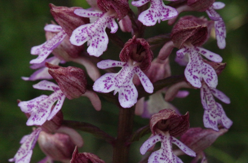 Orchis purpurea.jpg