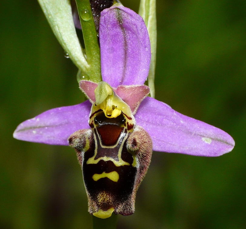 apixpinguis.jpg