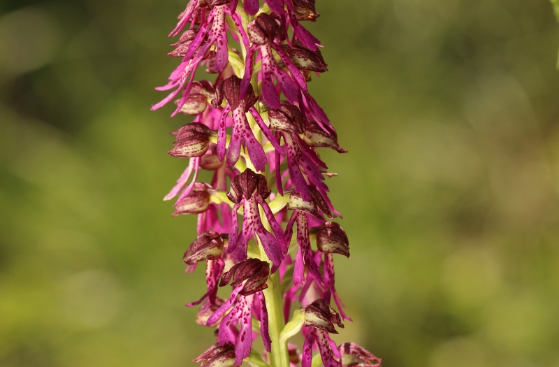 Orchis anthropophora x purpurea.jpg