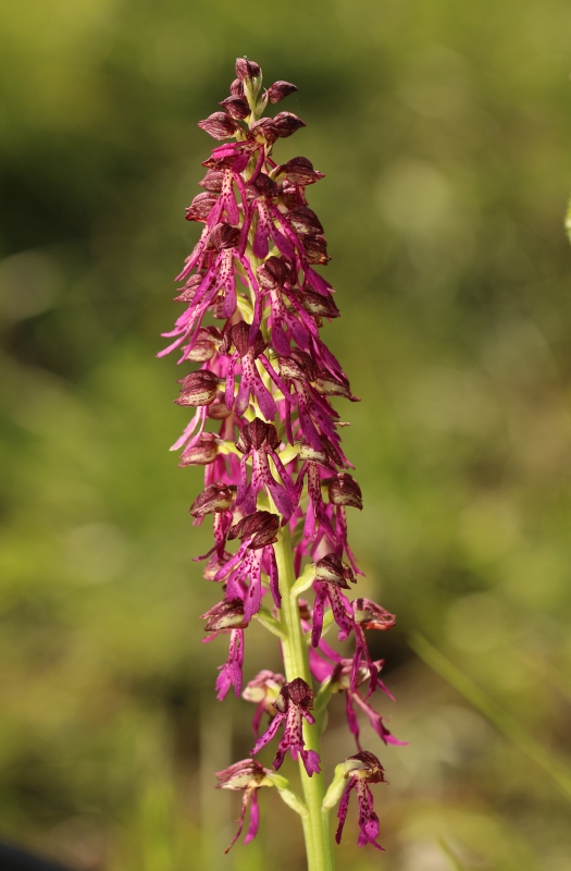anthropophora x purpurea.jpg