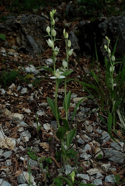 Cephalanthera damasonium 6920 - Copia - Copia.JPG