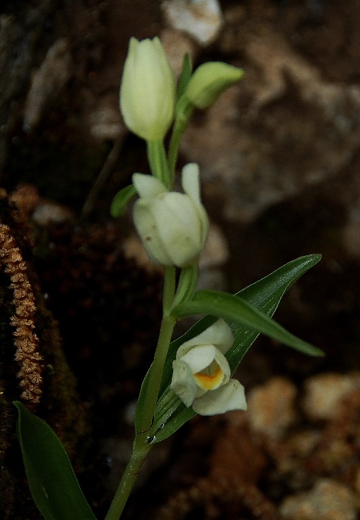 Cephalanthera damasonium 6921.JPG