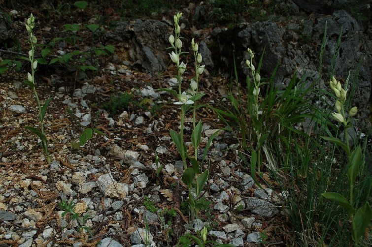 Cephalanthera damasonium 6920.JPG