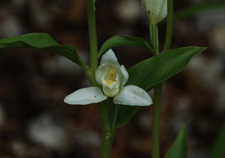 Cephalanthera damasonium 6919 - Copia.JPG