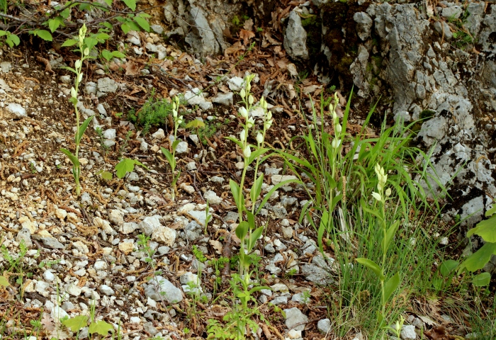 C.damasonium.jpg