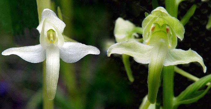 Confronto Platanthera bifolia - chlorantha.TIF.jpg