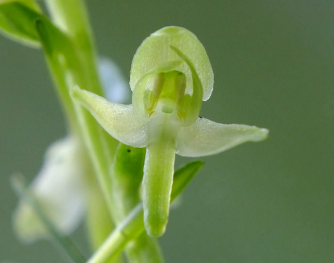 Platanthera.jpg