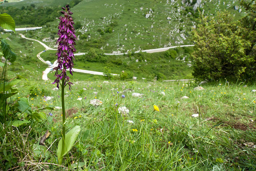 Ibrido-9838-R-r.jpg