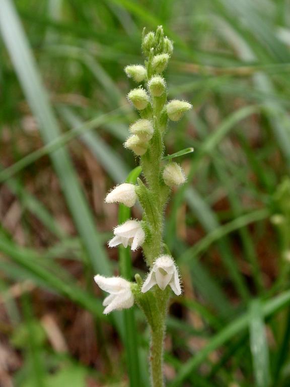 G.repens1.jpg
