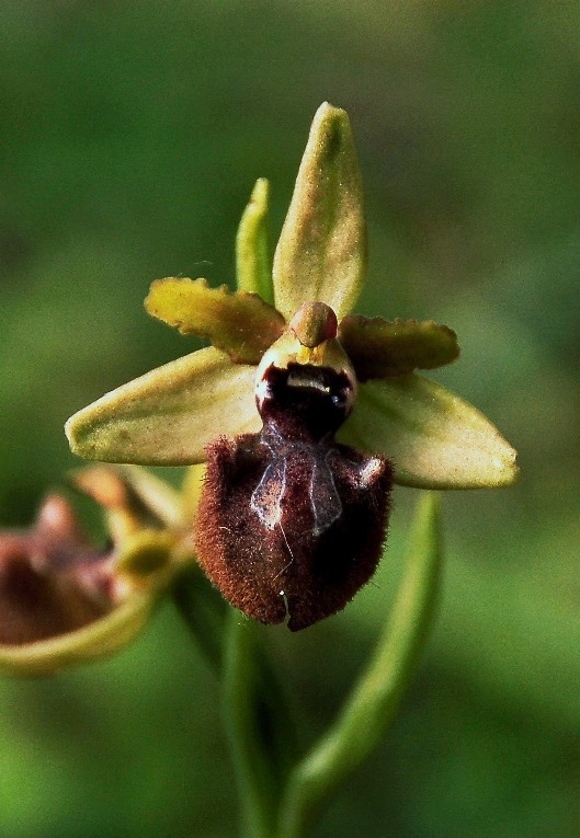 Ophrys incubacea 6922 - Copia.JPG