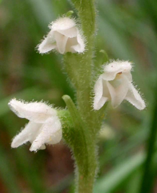 G.repens2.jpg