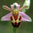 Ophrys apifera var. belgarum.jpg
