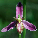 Ophrys apifera var. tilaventina.jpg