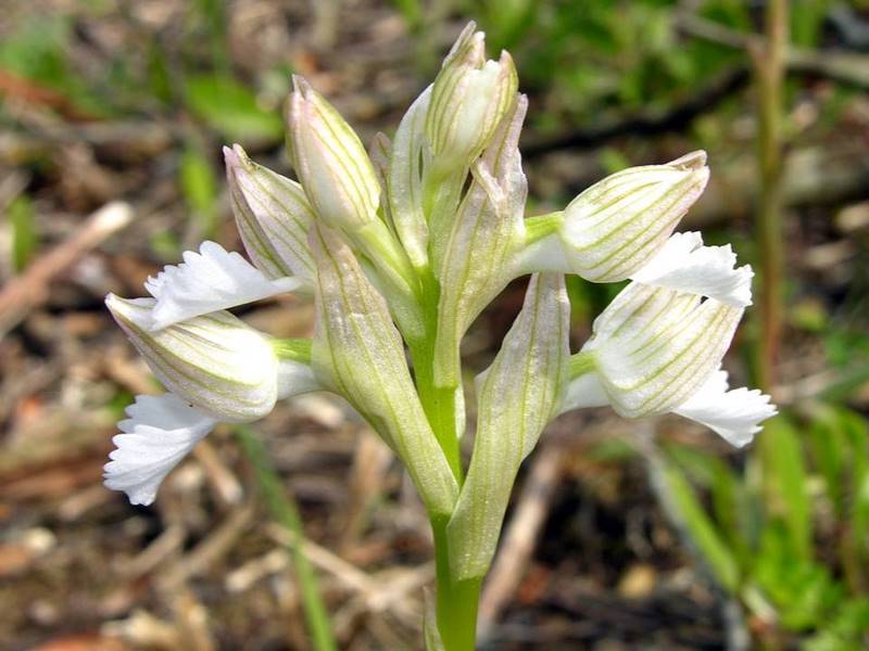 Anacamptis alba (2).jpg