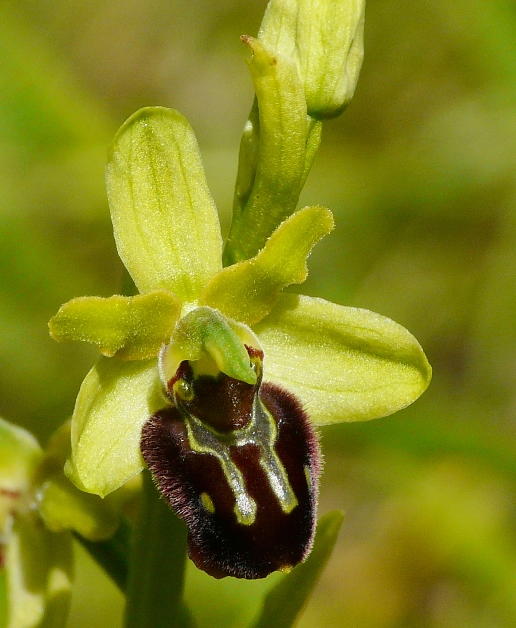 P1250136a.jpg