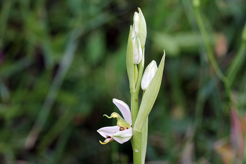 1l-lusus di ophrys-apifera-XMG_0749.jpg