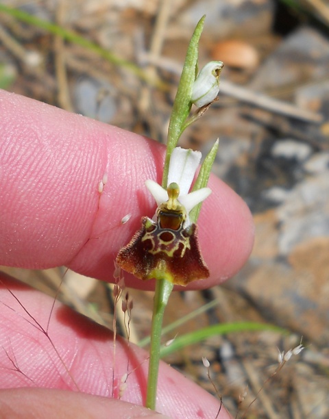 palmaria 040613 041.jpg