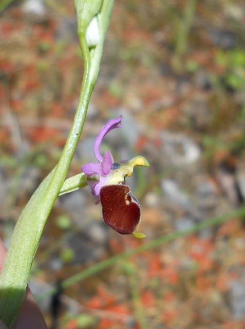 palmaria 040613 045.jpg