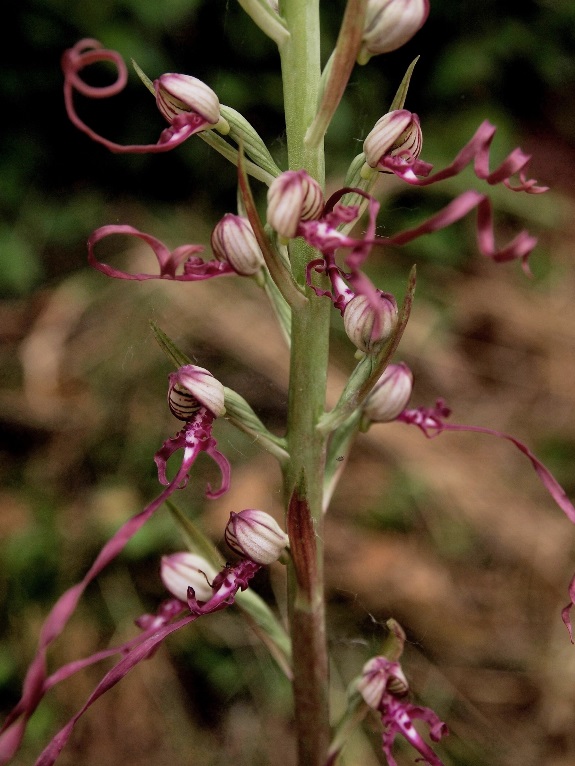 Himantoglossum adriaticum 447 - Copia.JPG