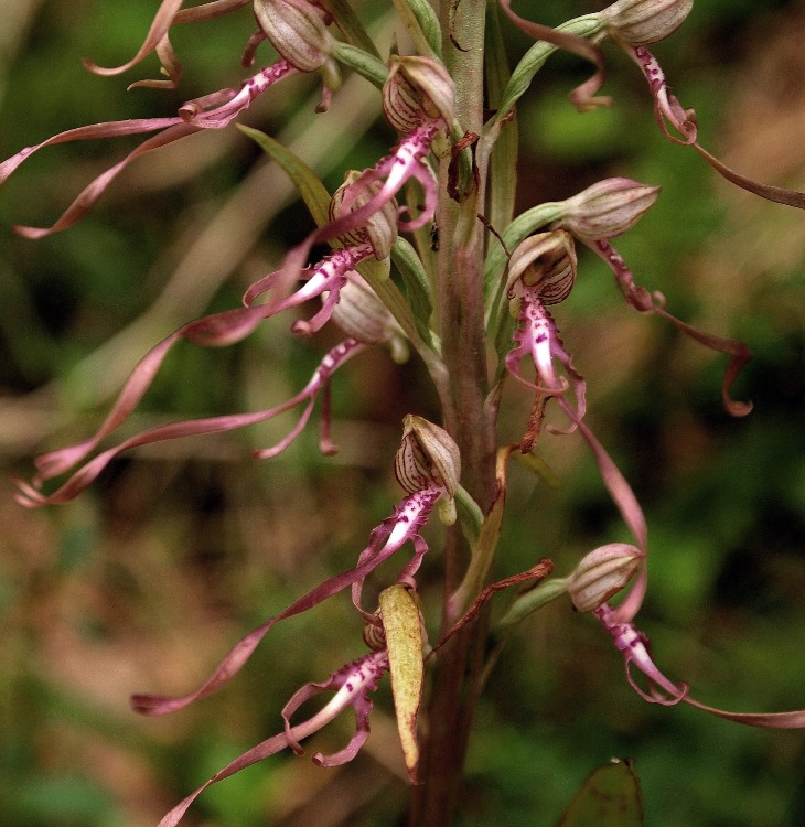 Himantoglossum adriaticum 438.JPG
