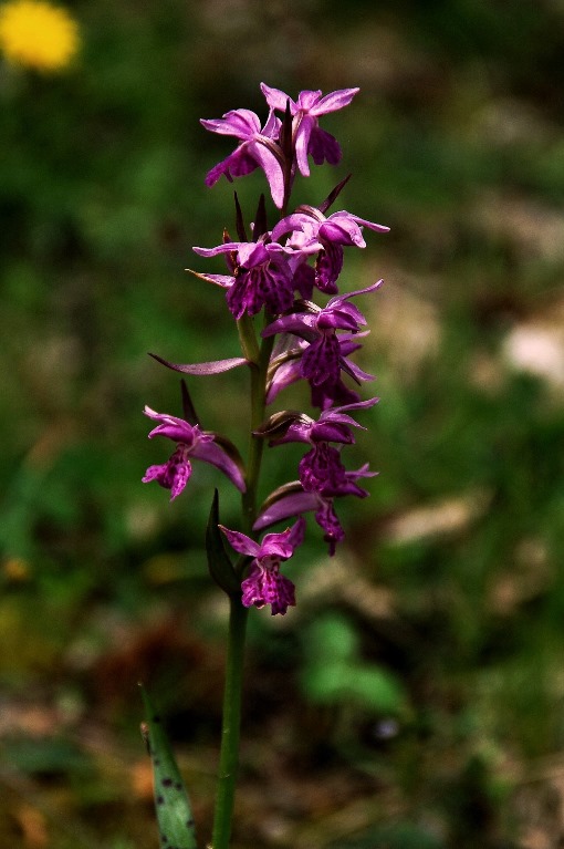 Dactylorhiza saccifera 6847 - Copia.JPG