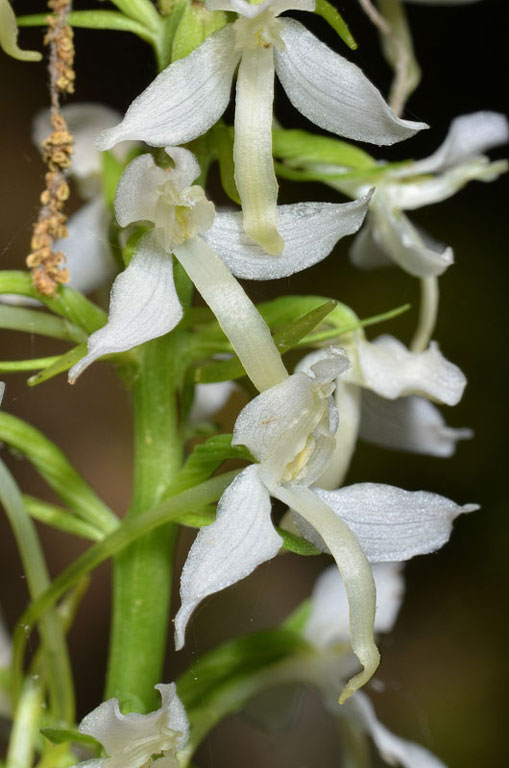 Platanthera05.jpg