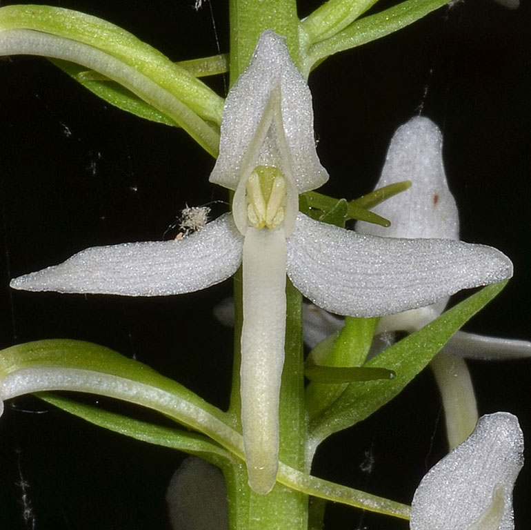 Platanthera07.jpg