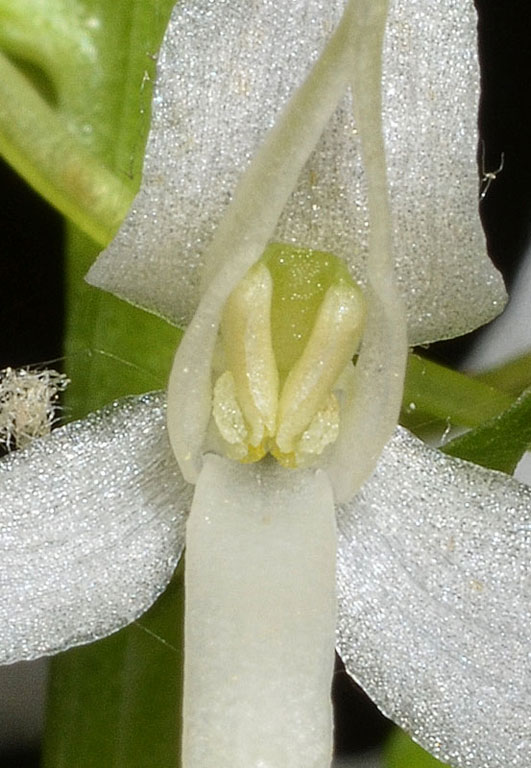 Platanthera08.jpg