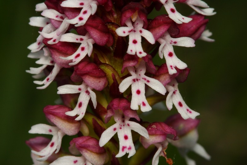 Neotinea ustulata_1.jpg
