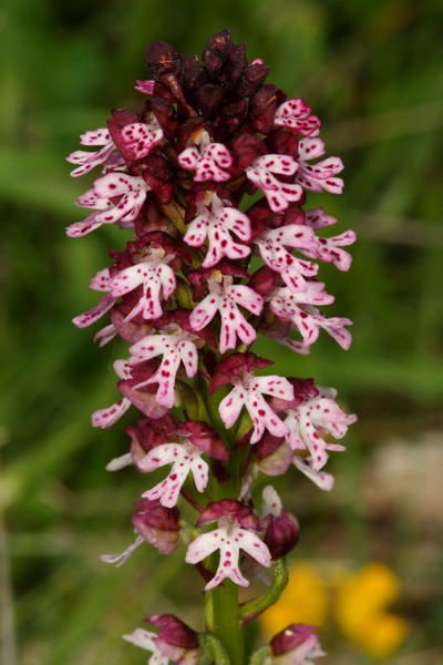 Neotinea ustulata_2.jpg
