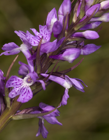 Fuchsii  s2177.jpg
