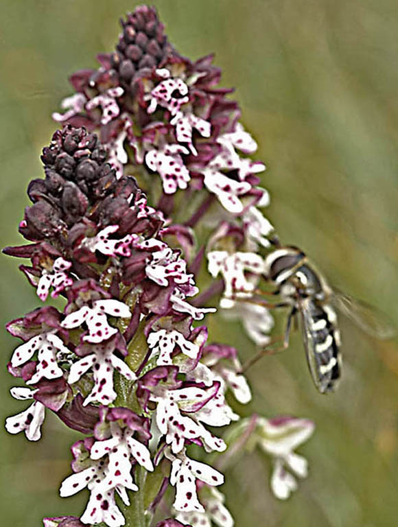 ustulata  con impollinatore 8438.jpg