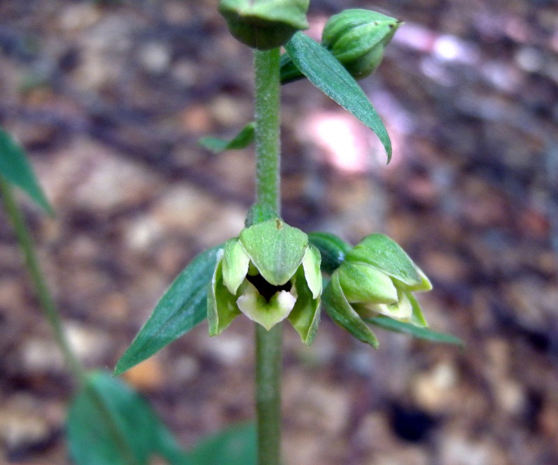 Epipactis1.jpg