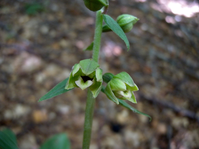 Epipactis2.jpg