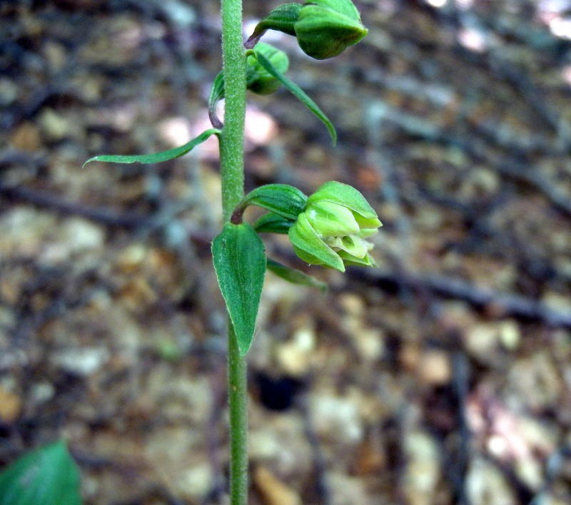 Epipactis3.jpg