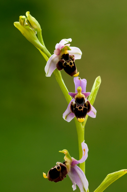 DSC_ophrys-vetula.jpg