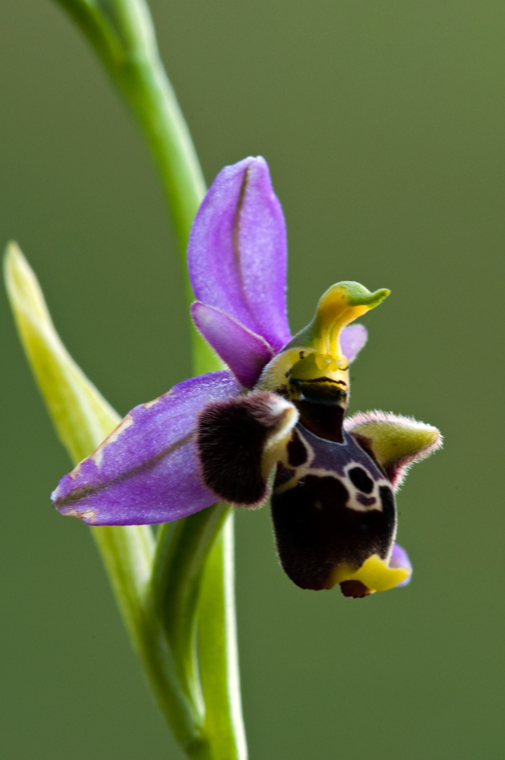 ophrys-vetula.jpg