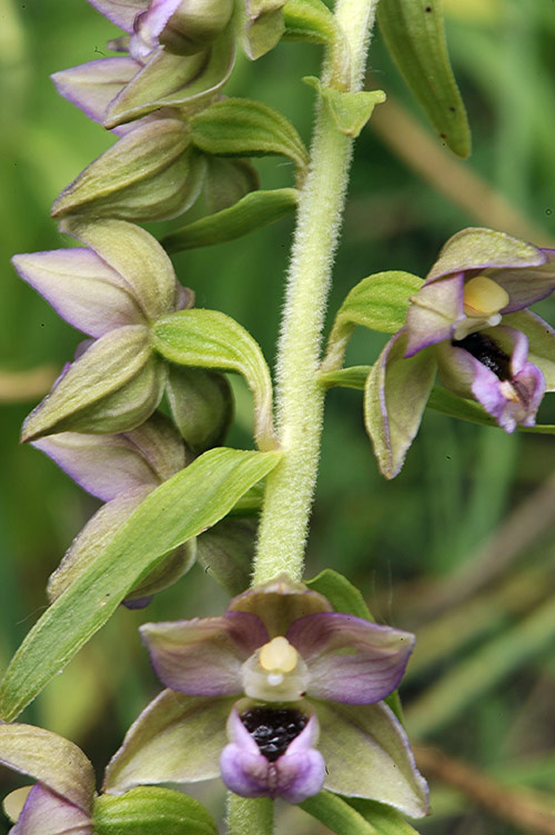 Epipactis helleborine _DSC7842.jpg