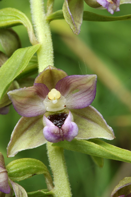 Epipactis helleborine _DSC7845.jpg