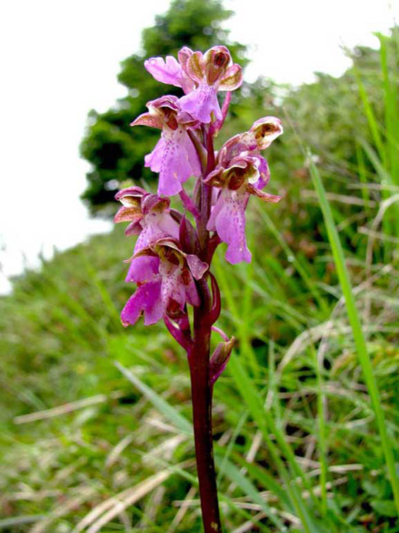 Orchis-spitzeli--3.jpg