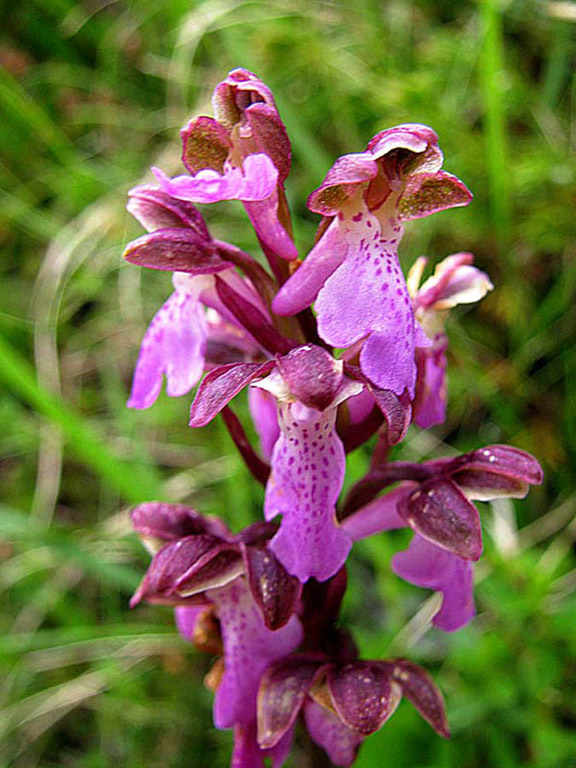 particolare-spitzeli--1.jpg