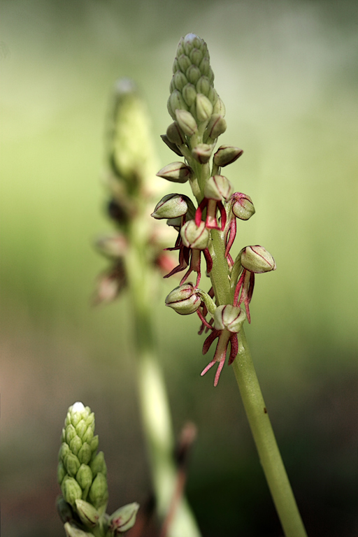 Orchis-(Aceras)-antropophor.jpg