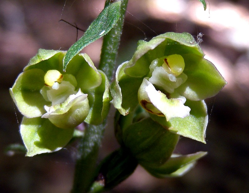 Epipactis4.jpg