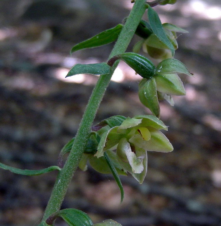 Epipactis5.jpg